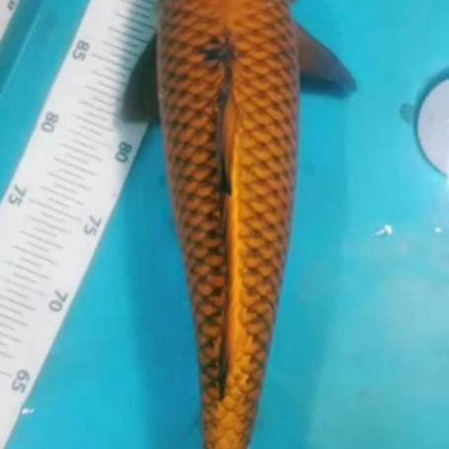 CAGOI M.45cm.BADAK AIR