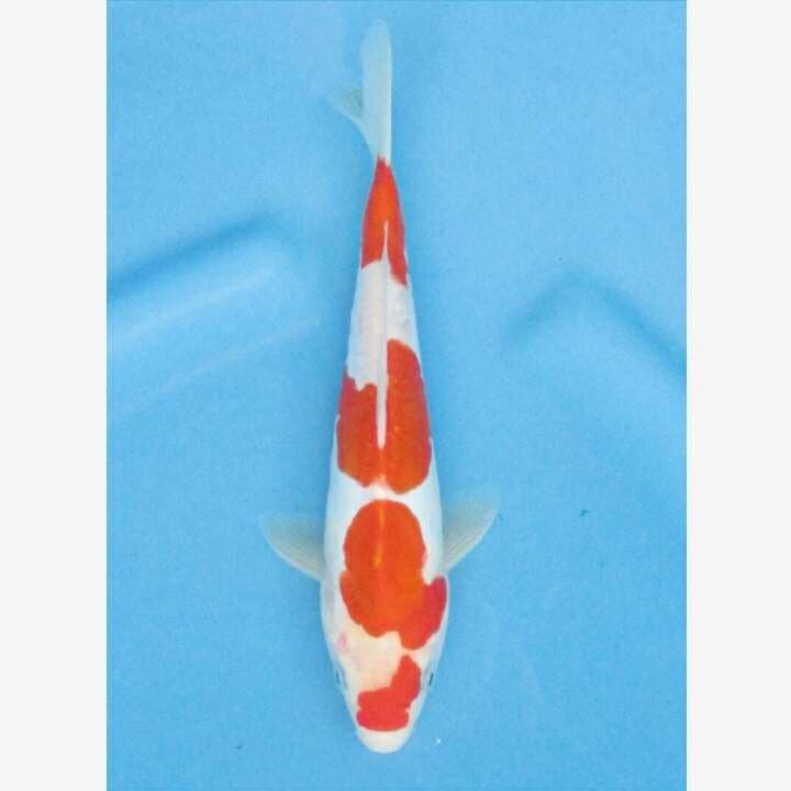 KOHAKU DOITSU