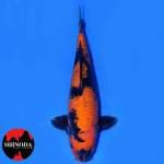 JUMBO HI UTSURI IMPOR HQ