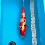 SANKE F1 INDUKAN 55cm