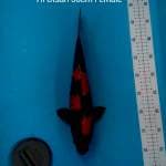 Hi Utsuri Show Quality 39cm