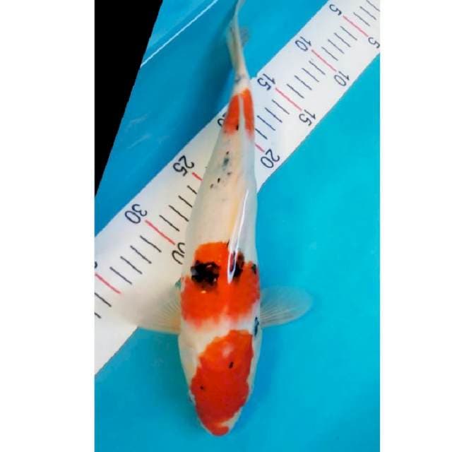 Sanke 32cm
