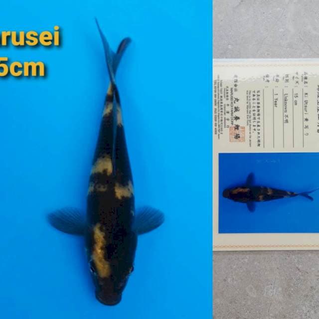 Marusei Ki-Utsuri 15cm certy