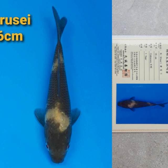 Marusei Ki-Utsuri 15cm certy