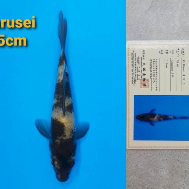 Marusei Ki-Utsuri 15cm certy