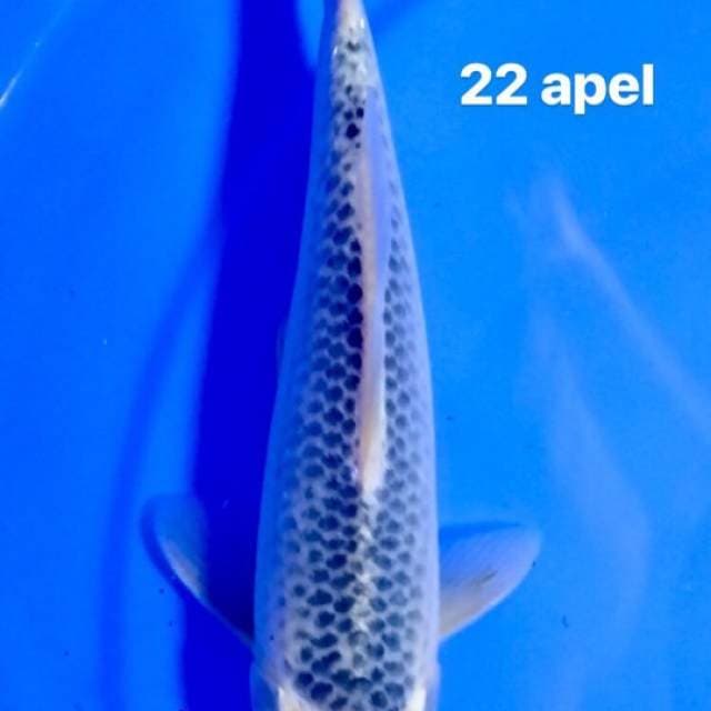 Tancho Goshiki 22 cm