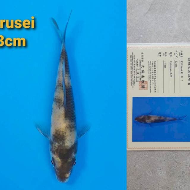 Marusei Ki-Utsuri 13cm certy