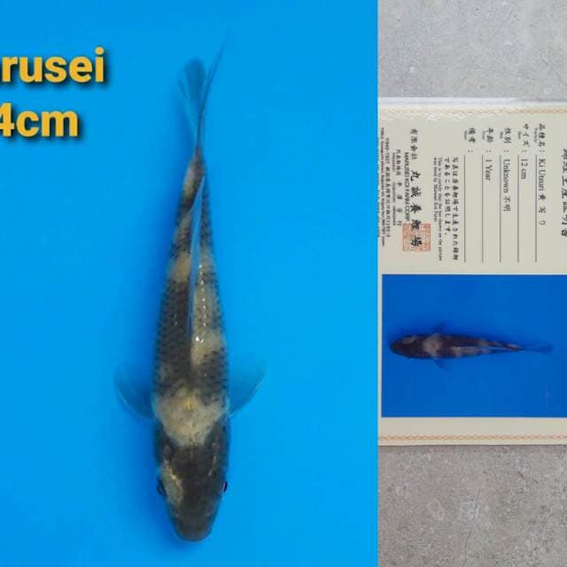 Marusei Ki-Utsuri 14cm certy