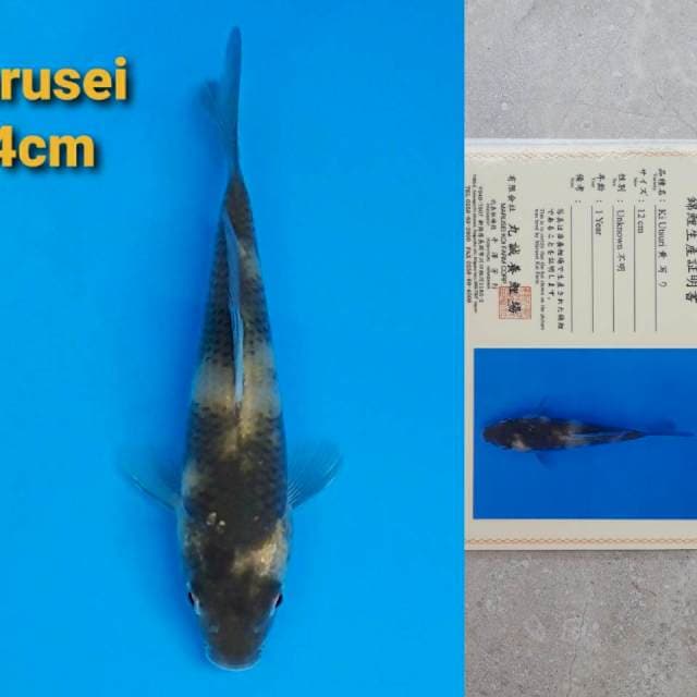 Marusei Ki-Utsuri 14cm certy