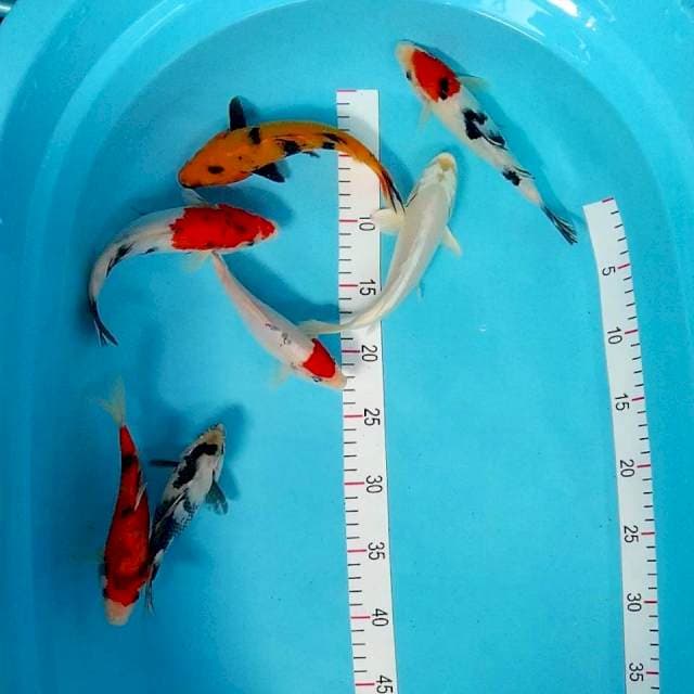 Mix 15-20cm
