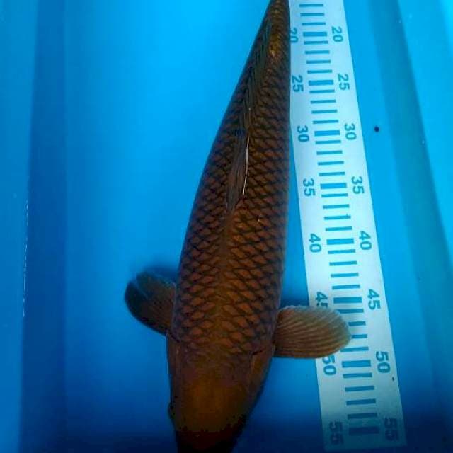 cagoi tembaga