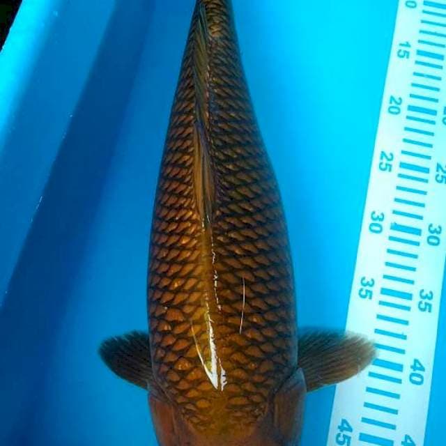 cagoi tembaga