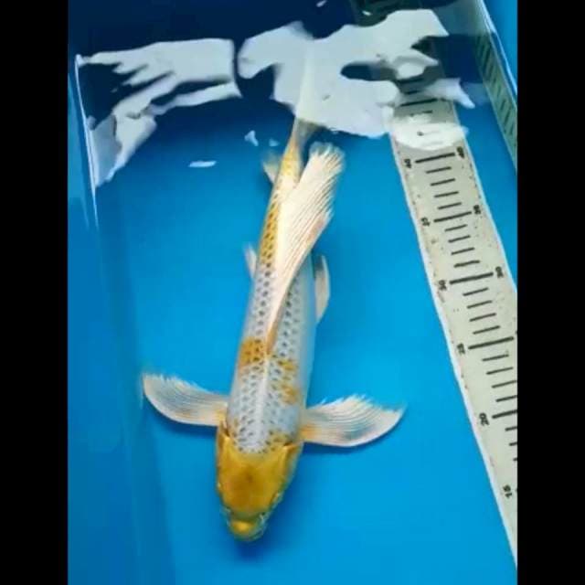 KIN KUJAKU  KUMPAY 36 Cm, JANTAN