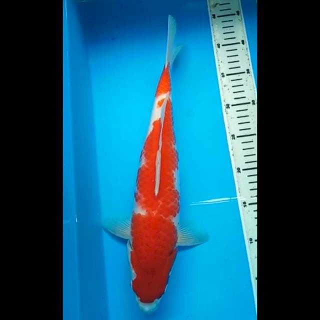 KOHAKU JUMBO PUNUK 41 Cm
