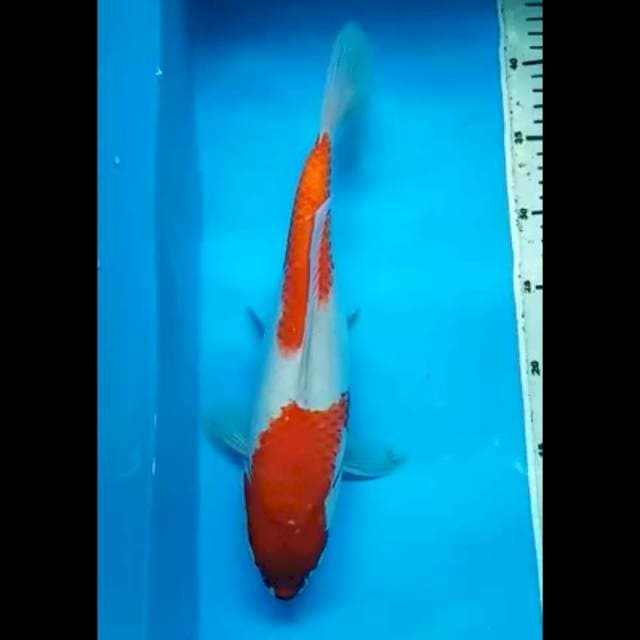 KOHAKU STEPS DUO PUNUK 34 Cm