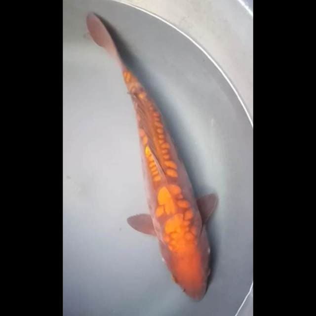 CHAGOI DOITSU ARAGOKE PUNUK 34 Cm