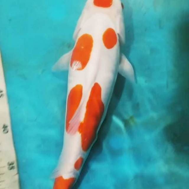 KOHAKU DOIT f. 39cm ORI