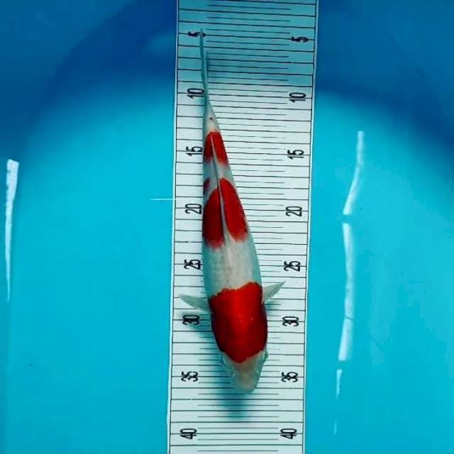 3 step Kohaku