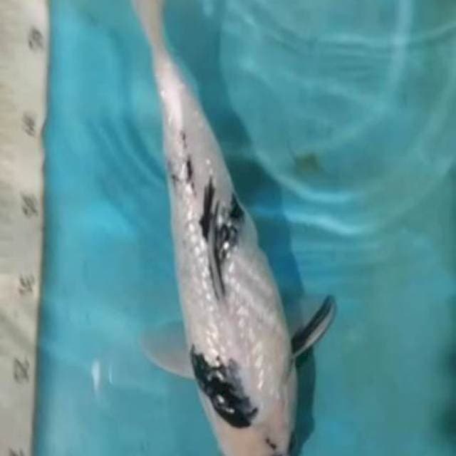 Siro tategoi gindrin 32cm