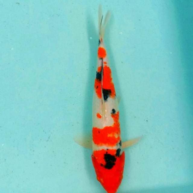 Sanke 40cm mewah 2