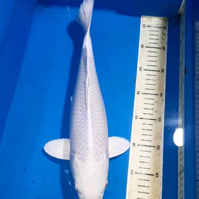 SNOW WHITE QUALITY PLATINUM 36 CM