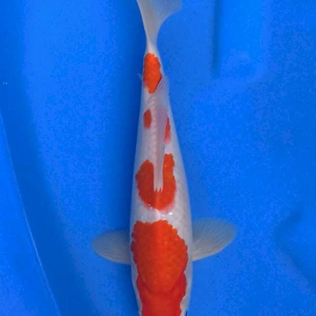 KUHAKU 30.Cm