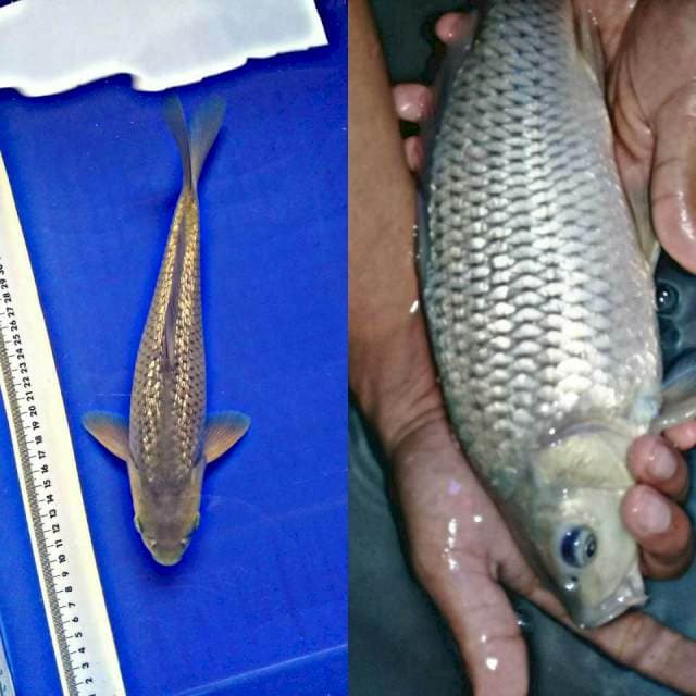 Soragoi ginrin MUNUK 35 BU