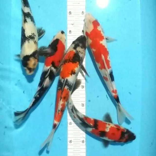 28-31cm