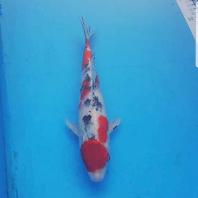 Maruten sanke 28cm male