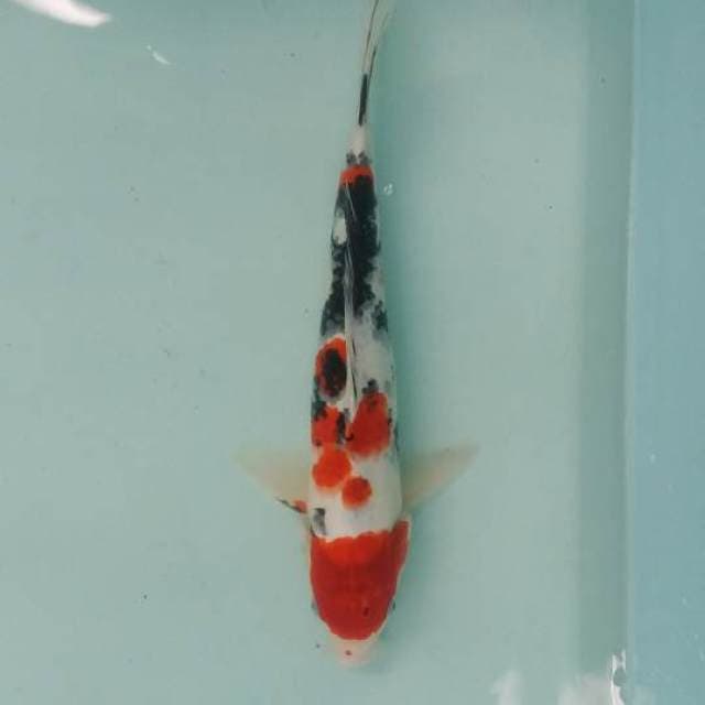 Merah putih hitam merona 38cm body siip