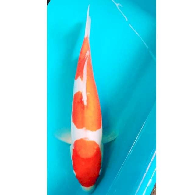 Kohaku Doit strong 33cm
