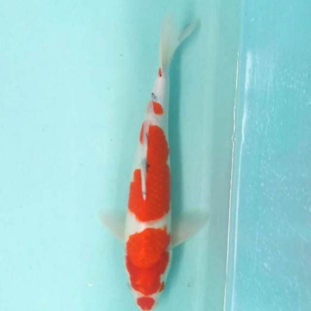 Sanke merah 39cm bagus...