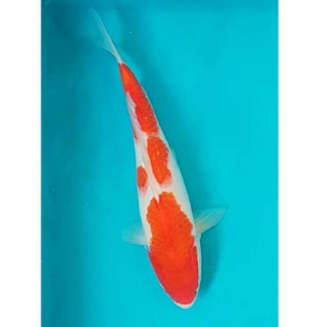 Kohaku Punuk 34cm