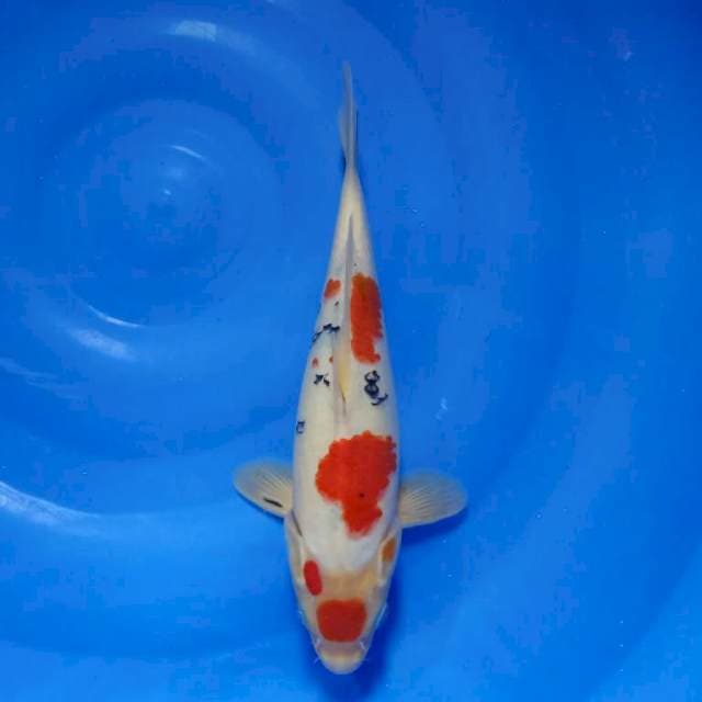 Sanke Sakura 30cm