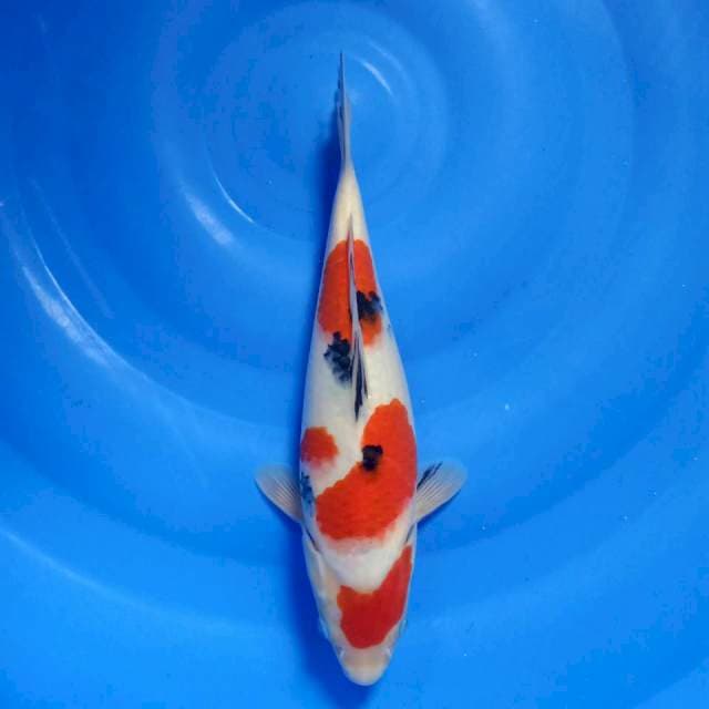 Maruten sanke 29cm