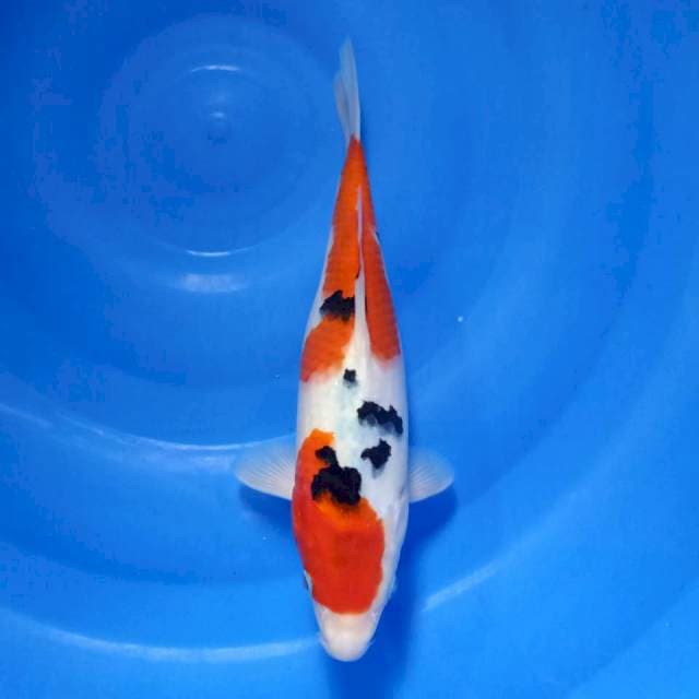 Sanke 30cm HQ