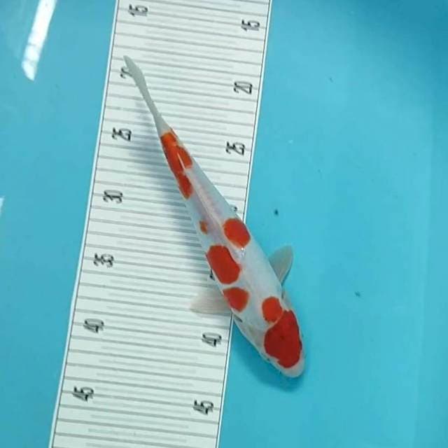 27cm