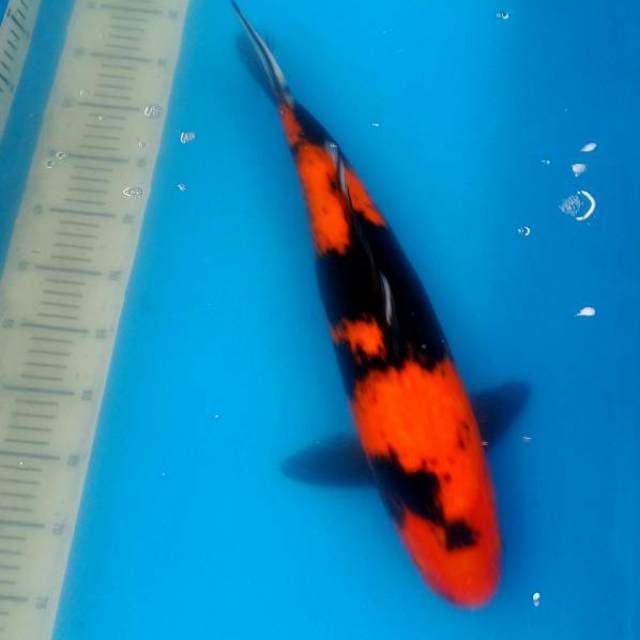 Super HI UTSHURI 50CM koleksi pengusaha sukses