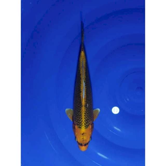 Kin Matsuba Ogon Ring Rapi 29cm (F)