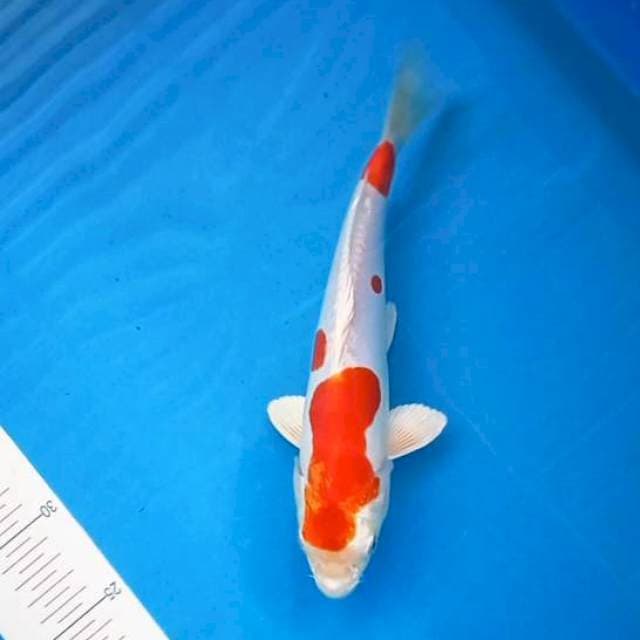 Kokaku Doit 27Cm