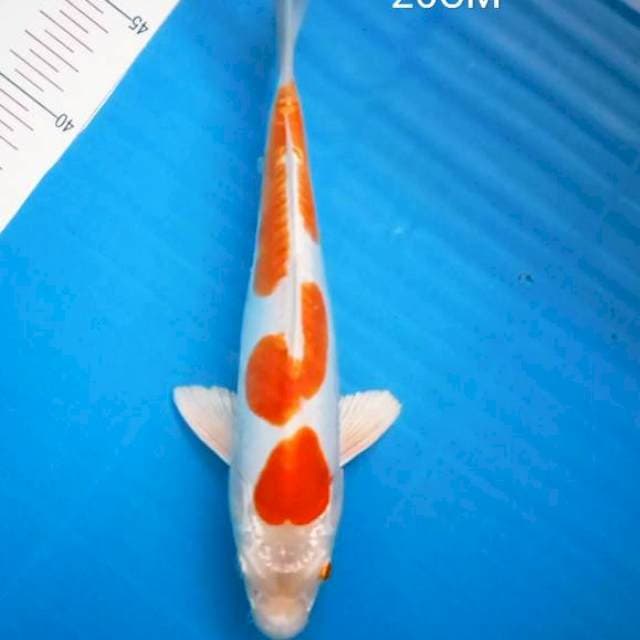 Kohaku Doitsu 26Cm