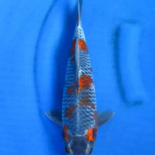 Kage goshiki 34cm