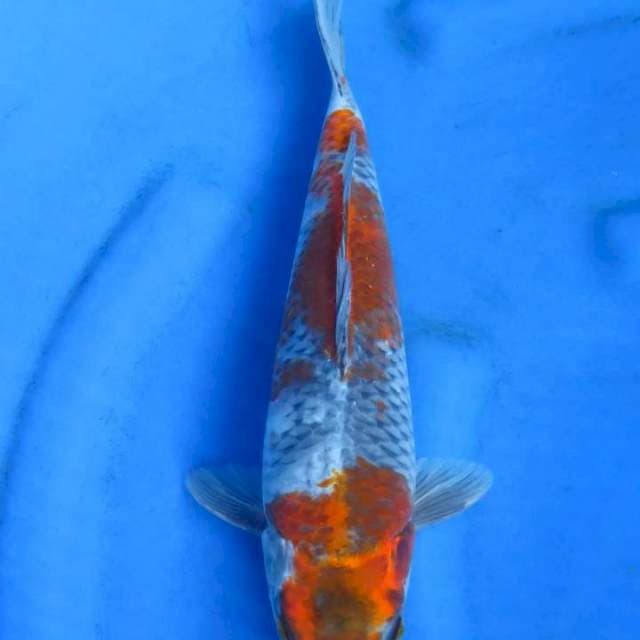 Showa kage 34cm