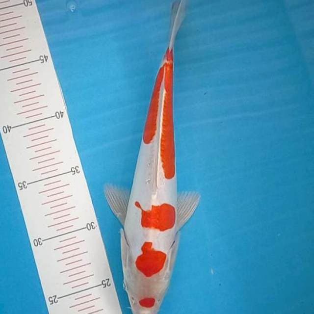 Kohaku Doitsu