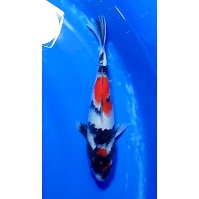 Showa Sanshoku Strong Original 25cm (F)
