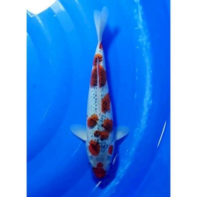 Goshiki Sakura Kuchibeni Patern 32cm (F)