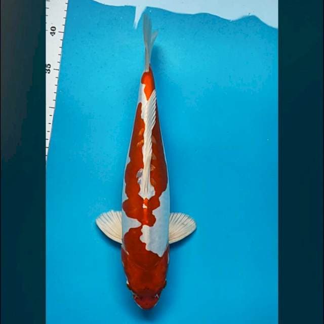 Kikushui jos 34cm male