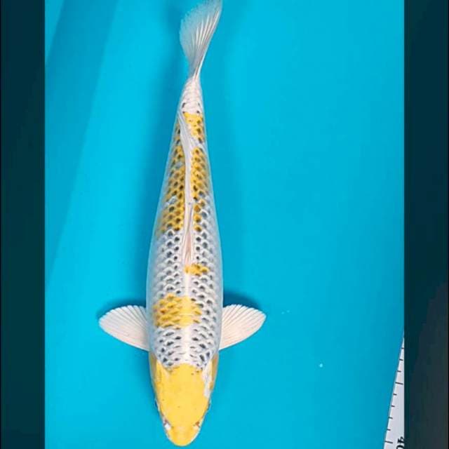 Hariwake 37cm male