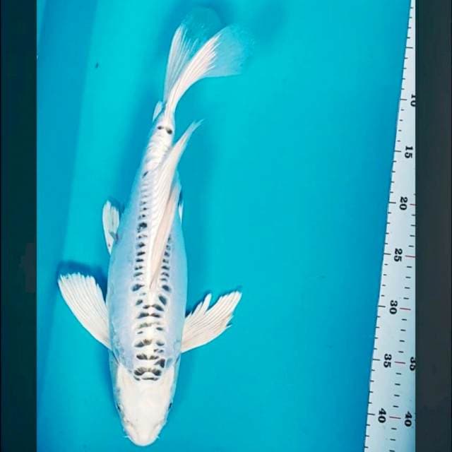 Kumpay white kiko 40cm