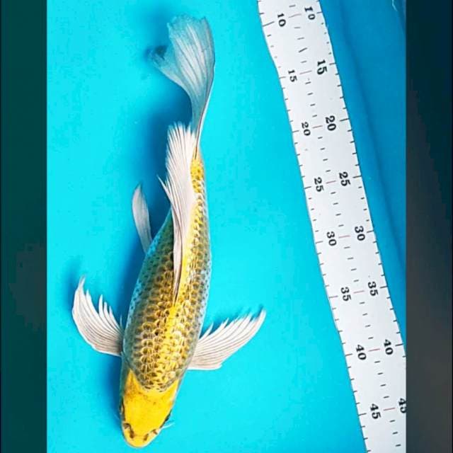 Kumpay gold ginrin limited 36cm